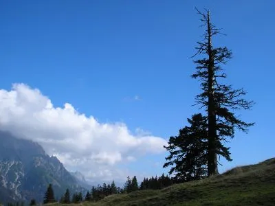 Auf der Alm